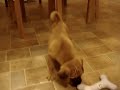 Puggle- new toy attack
