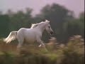 Wild horses