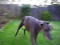 How to get a Great Dane to spaz out