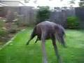 How to get a Great Dane to spaz out