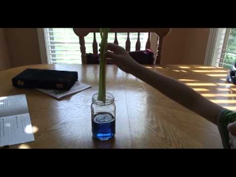 how to dye celery