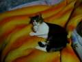 愛猫ベル家の中しか知らない箱入り娘