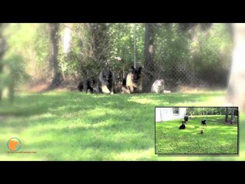 FinetunedCanines - http://www.facebook.com/FinetunedCanines and http://www.fine-tunedcanines.com/dog-training-naples-fl-collier/ Naples Florida (Collier County) premiere dog tr...