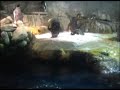 antarctica-funny-penguin.html