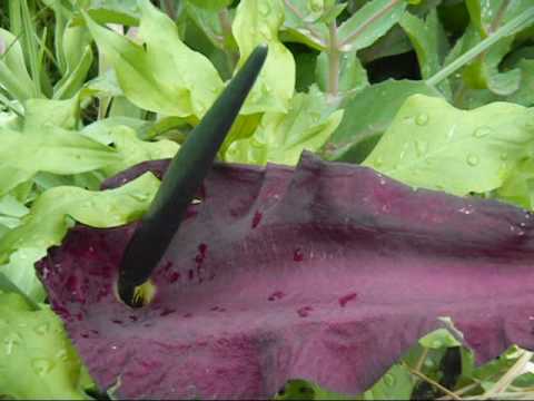 how to grow dracunculus vulgaris