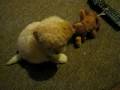 videos de chimbo at play