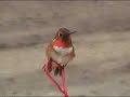 Hummingbird - Rufous / Just sitting there looking cute Hummingbird - Rufous / Just sitting there looking cute