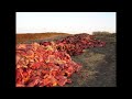 Click here to watch this video Cattle Mutilation - Schlachtung zum Spaß