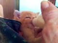 Gatita tomando biber�n