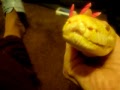 VERY sick 11ft. Albino Burmese Python !! part 3, out of tank--please read side !!