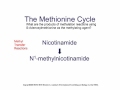 Methylation: The Methionine-Methyl Cycle