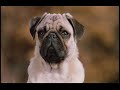 Milo and Otis part 6 Milo and Otis part 6
