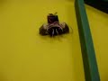 Beetle robot - video 5