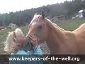Poisoned Horses Excerpts