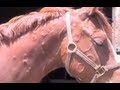 Poisoned Horses Excerpts