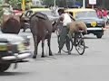 Colaba cows in traffic Colaba cows in traffic