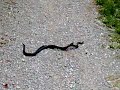 sex snakes