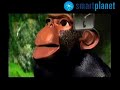 el aprendizaje social de los simios