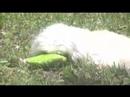 Pixie Catching Some Rays