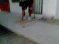 videos de thebigboss-skate
