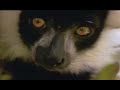 In The Wild : Cleese With Lemurs 1/7