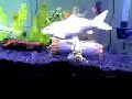 Koi, Black Moore, Goldfish Fantail 55 gallon