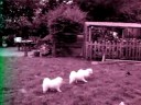 samoyed pup playing
