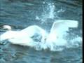 Swans