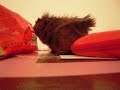 cochon d'inde sur une table