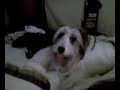 Howling Dog
