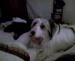 Howling Dog