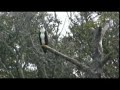 Osprey Dive Osprey Dive