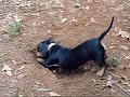 Princess Dig Dug
