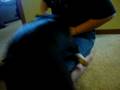 videos de Collaring an evil dog.