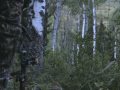 Elk Hunt Utah 2009 First Set Up, Bugling