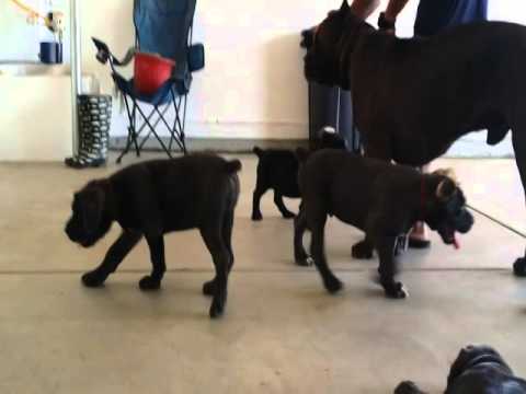 Brave Black Cane Corso Puppy