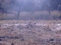 Rantambore- Sambar Deer at watering hole