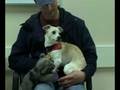 Adopt a Dog Bobby MSPCA Springfield Massachusetts