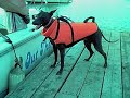 Taboo - Female Standard Xolo Taboo - Female Standard Xolo