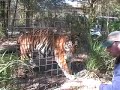  big cat rescue tiger lion tatiana vs attack sanctuary zoo circus animals pets