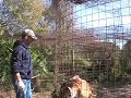 Working around Tigers- Big Cat TV