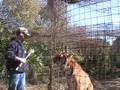 Working around Tigers- Big Cat TV