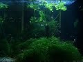 Japanese Aquarium ? Japanese Aquarium ?