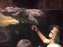 nile crocodile
