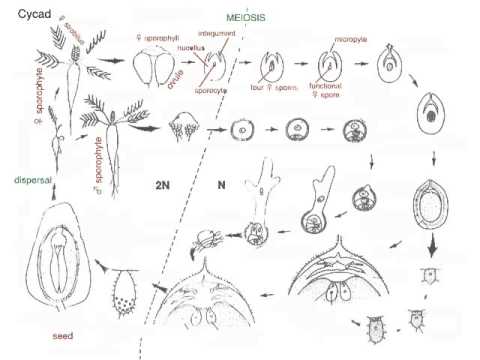 how to fertilize cycads