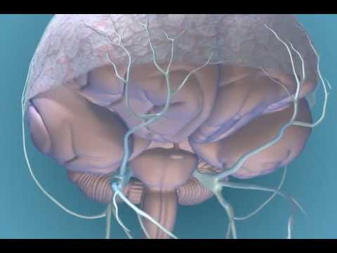 Migraine Pathophysiology