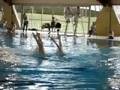 duo 1 seniors angers nat synchro