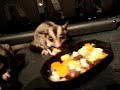 A new sugar glider