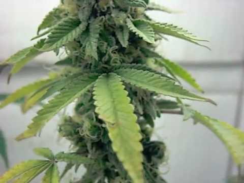 how to grow purple mr nice guy