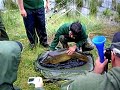 Carpa ganadora. Trofeo Valdecaballeros